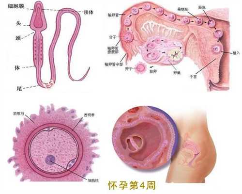 中美上海际代孕：促排卵代孕几率高吗