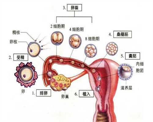 上海试管中介：助孕七个月照顾生病的婆婆，买