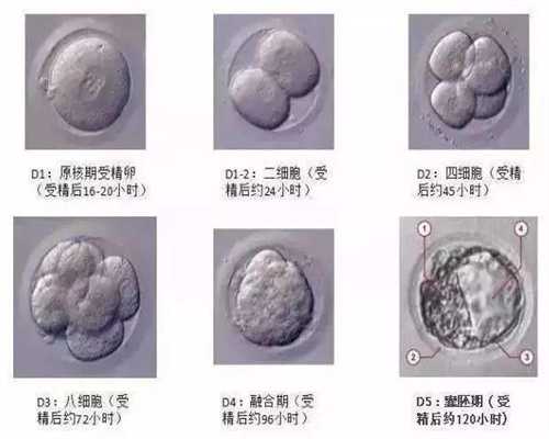 西藏的花有哪些：准备代孕检查什么这3项检查就