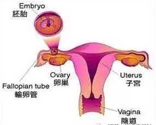 上海怎么能找到代孕机构·上海捐卵代孕网·多囊